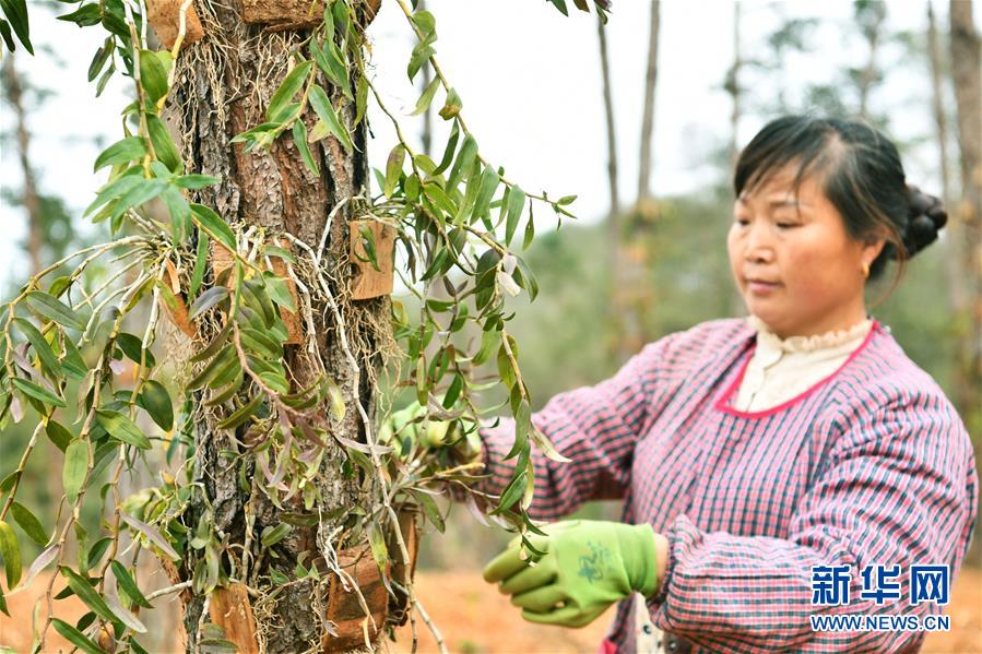 （決戰(zhàn)決勝脫貧攻堅(jiān)&middot;圖文互動(dòng)）（5）天然&ldquo;寶貝&rdquo;促增收&mdash;&mdash;貴州錦屏縣培育扶貧產(chǎn)業(yè)見聞