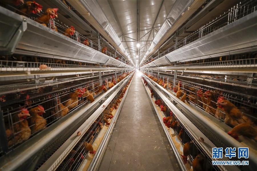 （圖文互動）（1）疏通產業(yè)鏈堵點 保障&ldquo;菜籃子&rdquo;供應&mdash;&mdash;重慶養(yǎng)殖大區(qū)力促養(yǎng)殖業(yè)補損復產