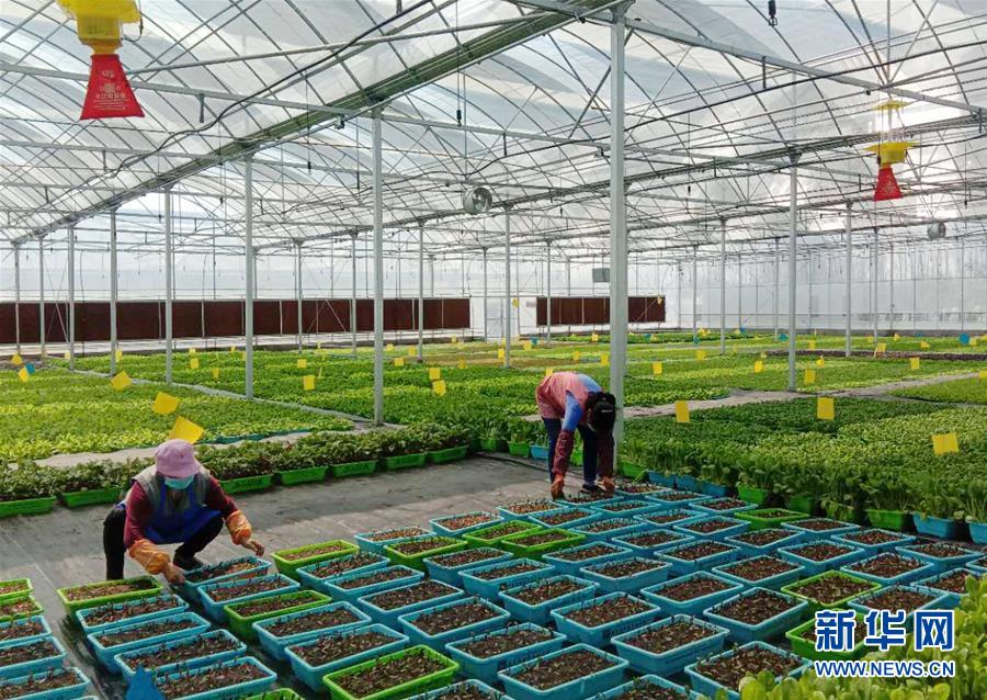 (在習(xí)近平新時代中國特色社會主義思想指引下——新時代新作為新篇章·習(xí)近平總書記關(guān)切事·圖文互動)(5)抗疫之下 保供無憂