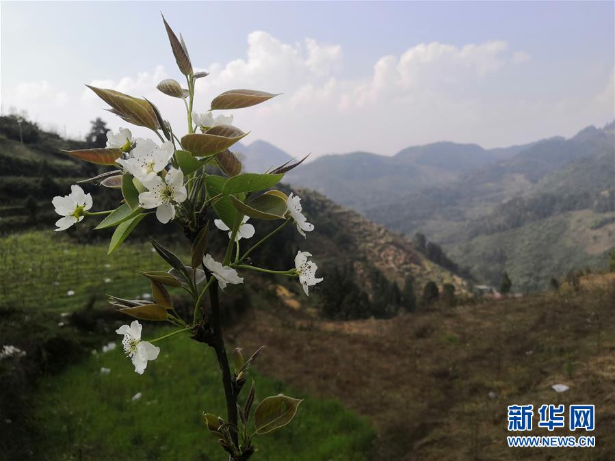 （決戰(zhàn)決勝脫貧攻堅(jiān)&middot;圖文互動(dòng)）（1）寄相思，償夙愿&mdash;&mdash;5封清明&ldquo;家書&rdquo;里的決戰(zhàn)決勝信念