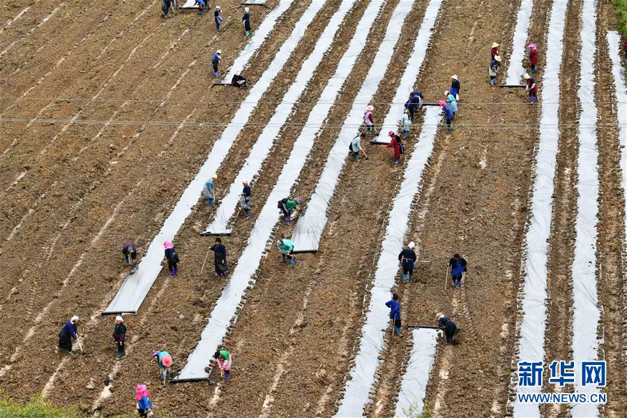 （決戰(zhàn)決勝脫貧攻堅&middot;圖文互動）（4）貴州黔東南：搶抓壩區(qū)春耕 決勝脫貧攻堅