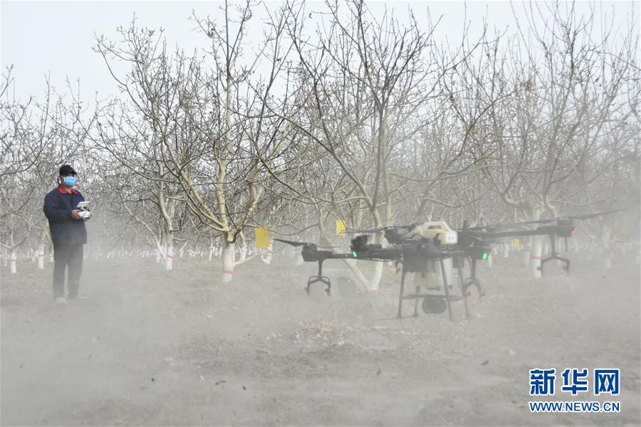 (決戰(zhàn)決勝脫貧攻堅(jiān)·圖文互動)(1)南疆林果合作社百人技術(shù)隊(duì)的“核桃雄心”