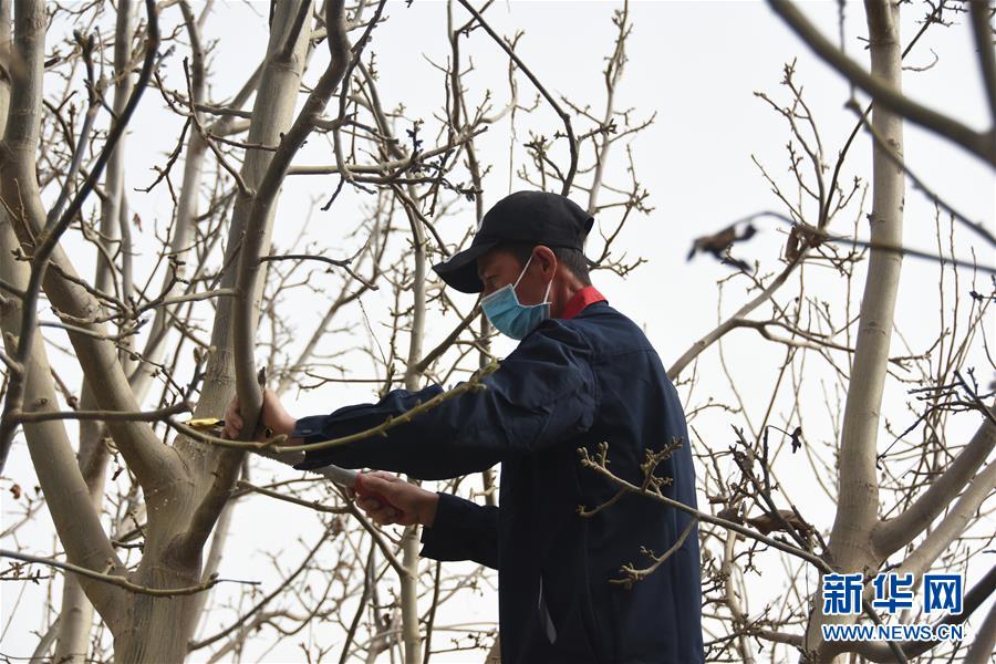 (決戰(zhàn)決勝脫貧攻堅(jiān)·圖文互動)(2)南疆林果合作社百人技術(shù)隊(duì)的“核桃雄心”