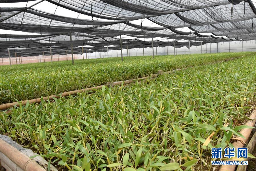 （決戰(zhàn)決勝脫貧攻堅(jiān)&middot;圖文互動(dòng)）（1）這個(gè)脫貧縣的石頭為何比土金貴？