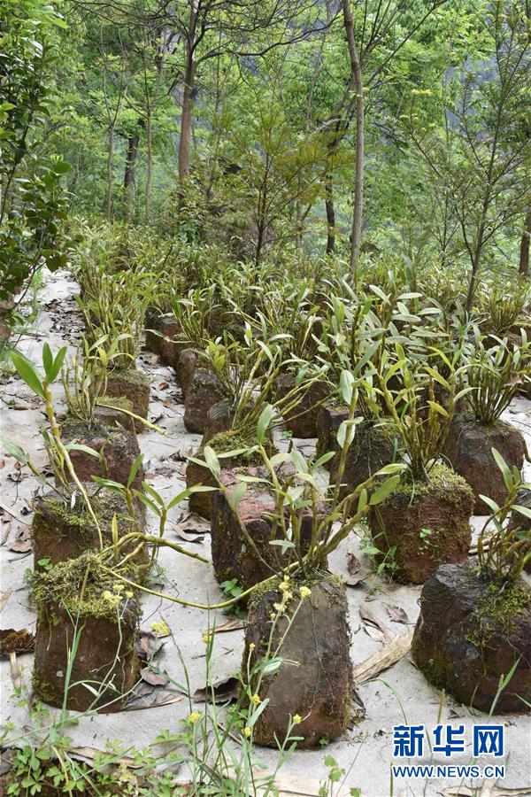 （決戰(zhàn)決勝脫貧攻堅(jiān)&middot;圖文互動(dòng)）（3）這個(gè)脫貧縣的石頭為何比土金貴？