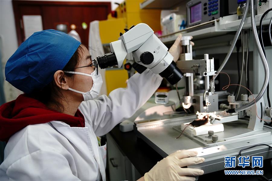 （圖文互動(dòng)）（2）攻擊行為如何被大腦控制？科學(xué)家在小鼠大腦中發(fā)現(xiàn)&ldquo;調(diào)節(jié)開(kāi)關(guān)&rdquo;