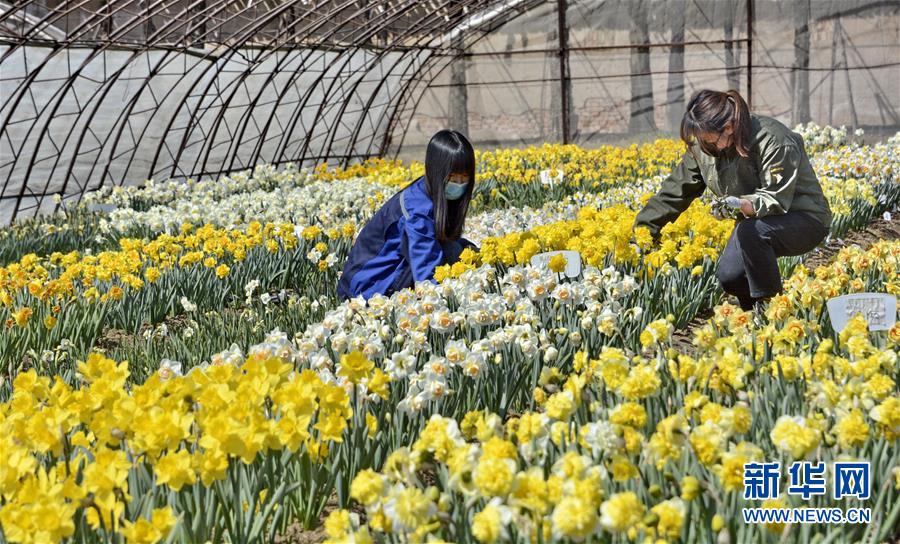 （圖文互動(dòng)）（6）這座小城，鐫刻下怎樣的&ldquo;世園印記&rdquo;&mdash;&mdash;北京世園會(huì)開園一周年探訪延慶