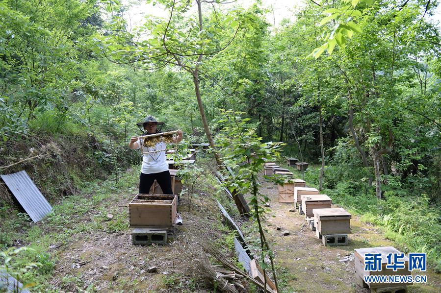 （決戰(zhàn)決勝脫貧攻堅&middot;圖文互動）（2）&ldquo;蜂妹子&rdquo;楊春竹：鄉(xiāng)村發(fā)展需要年輕人&rdquo;