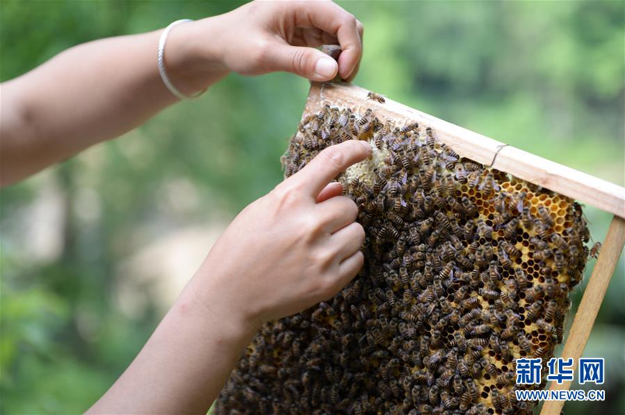 （決戰(zhàn)決勝脫貧攻堅&middot;圖文互動）（4）&ldquo;蜂妹子&rdquo;楊春竹：鄉(xiāng)村發(fā)展需要年輕人&rdquo;