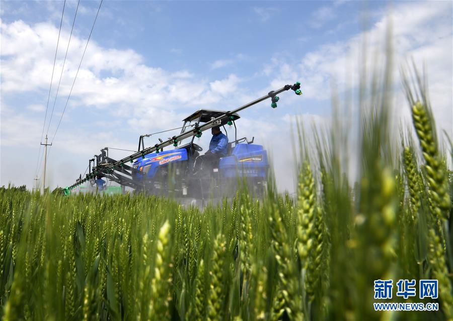 （在習(xí)近平新時(shí)代中國(guó)特色社會(huì)主義思想指引下&mdash;&mdash;新時(shí)代新作為新篇章&middot;習(xí)近平總書記關(guān)切事&middot;圖文互動(dòng)）（7）新農(nóng)事、新希望&mdash;&mdash;夏收前田間新動(dòng)態(tài)掃描
