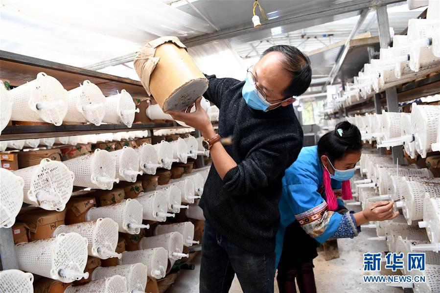 （決戰(zhàn)決勝脫貧攻堅(jiān)&middot;圖文互動）（2）&ldquo;小蜂王&rdquo;的大夢想