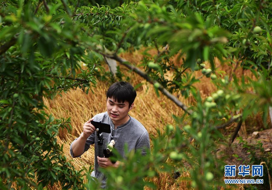 （新華全媒頭條&middot;圖文互動）（4）待到滿山紅葉時&mdash;&mdash;三峽重慶庫區(qū)踐行新發(fā)展理念面面觀