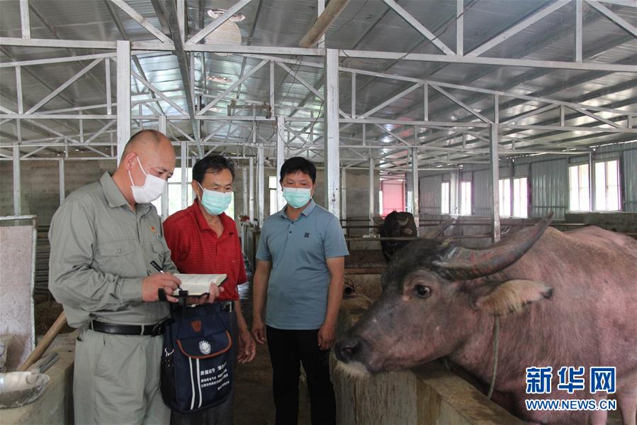 (決戰(zhàn)決勝脫貧攻堅(jiān)·圖文互動(dòng))(1)駐村第一書記當(dāng)起“蝦農(nóng)”“牛倌”