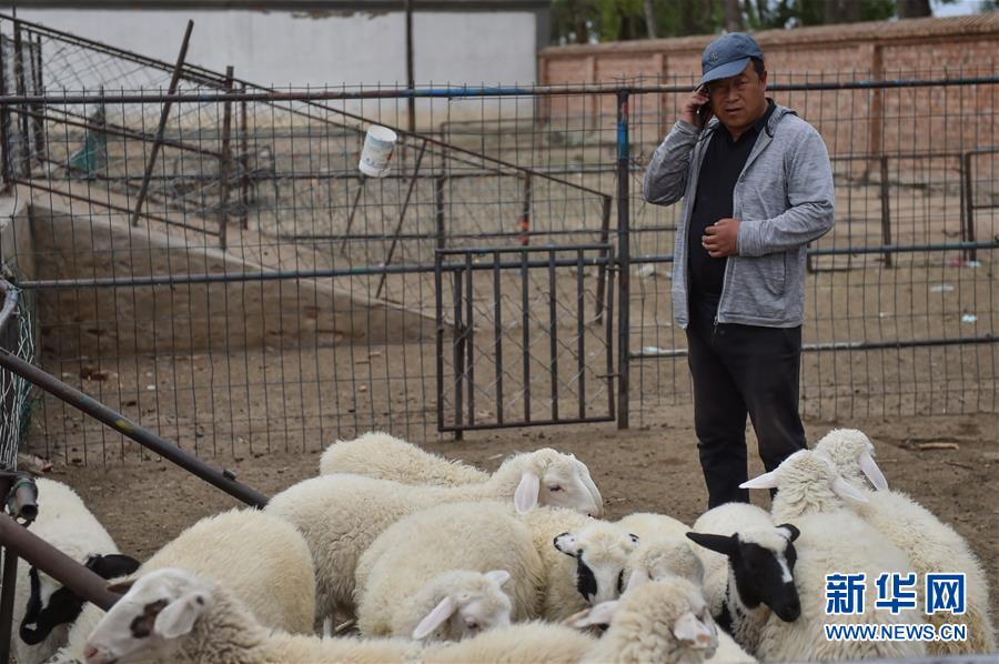 （決戰(zhàn)決勝脫貧攻堅&middot;圖文互動）（1）&ldquo;活羊經(jīng)紀人&rdquo;老白