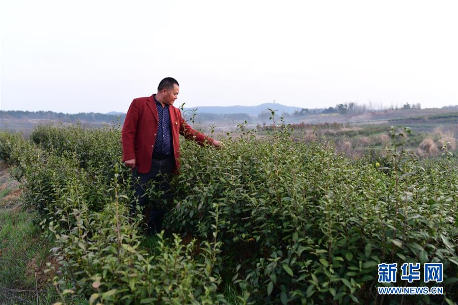 （決戰(zhàn)決勝脫貧攻堅(jiān)&middot;圖文互動(dòng)）（3）貧困戶老楊的人生&ldquo;三級(jí)跳&rdquo;