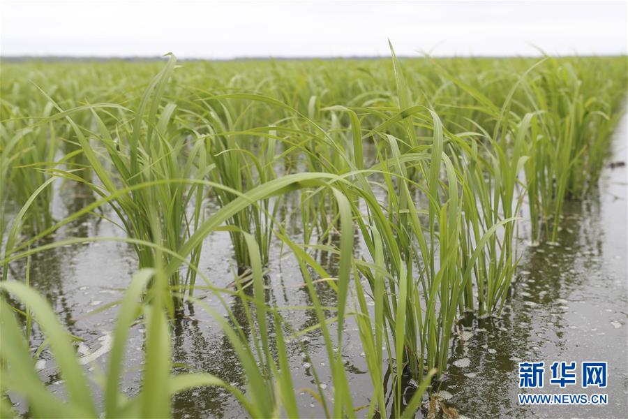 （走向我們的小康生活&middot;圖文互動(dòng)）（1）端牢&ldquo;中國飯碗&rdquo; 播種綠色小康