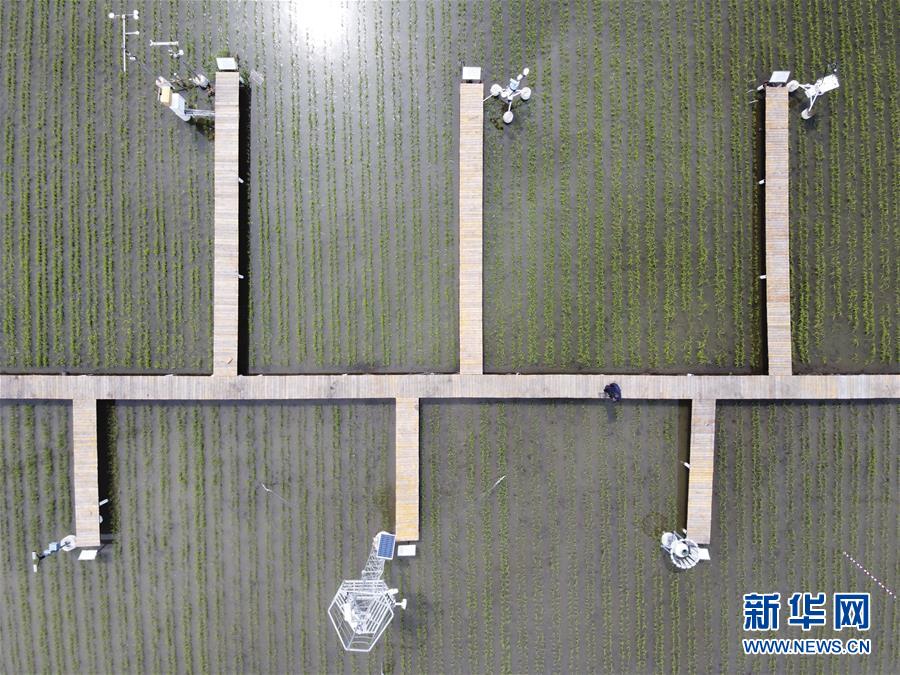 （走向我們的小康生活&middot;圖文互動(dòng)）（5）端牢&ldquo;中國飯碗&rdquo; 播種綠色小康