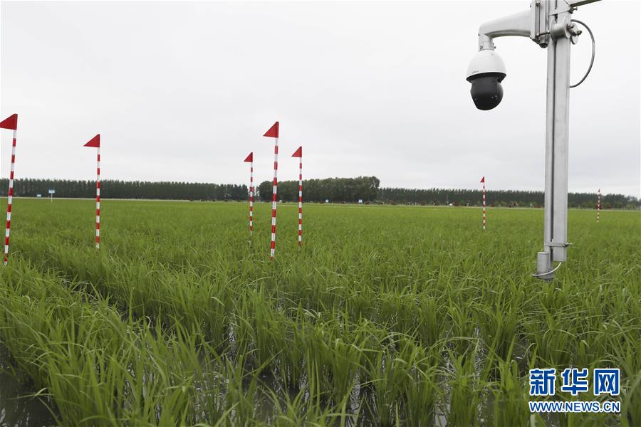 （走向我們的小康生活&middot;圖文互動(dòng)）（7）端牢&ldquo;中國飯碗&rdquo; 播種綠色小康