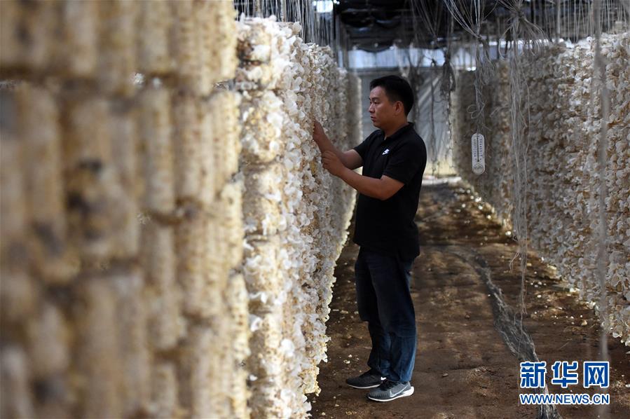  （新華全媒頭條&middot;圖文互動(dòng)）（7）青春，在希望的田野上&mdash;&mdash;大別山區(qū)尋訪&ldquo;城歸&rdquo;大學(xué)畢業(yè)生