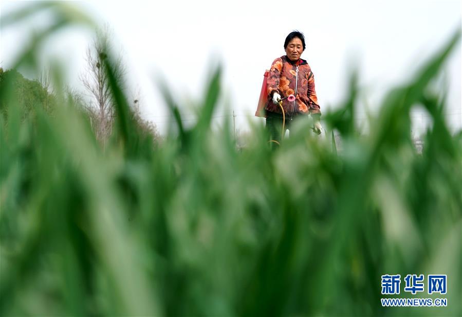 （在習(xí)近平新時(shí)代中國(guó)特色社會(huì)主義思想指引下&mdash;&mdash;新時(shí)代新作為新篇章&middot;習(xí)近平總書記關(guān)切事&middot;圖文互動(dòng)）（4）食為政首&mdash;&mdash;穩(wěn)住農(nóng)業(yè)基本盤增添發(fā)展底氣