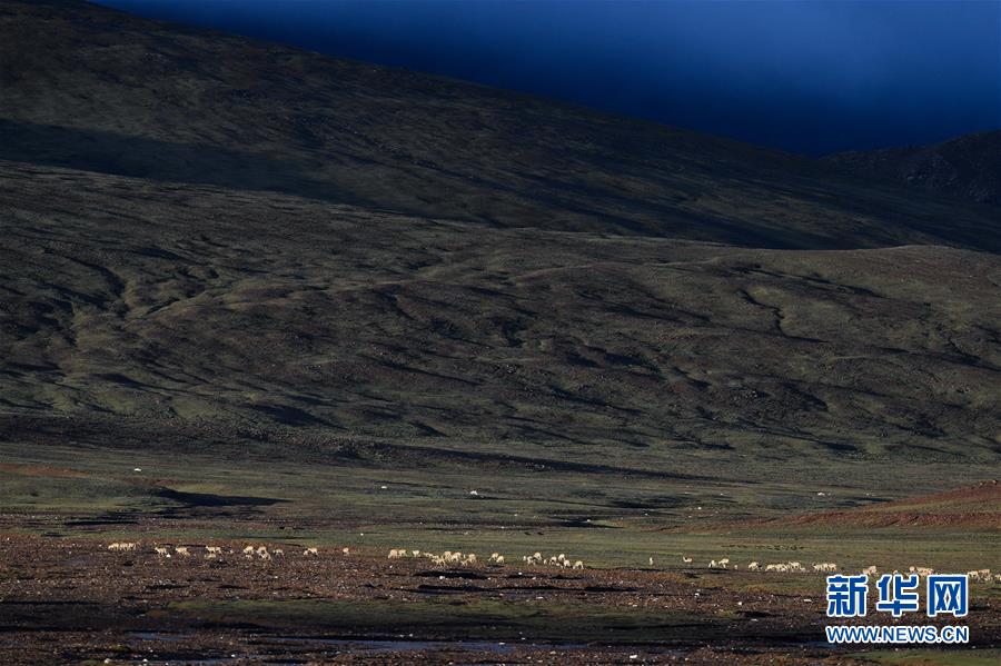 （圖文互動）（3）可可西里加強(qiáng)保護(hù) 十多年未聞盜獵槍聲