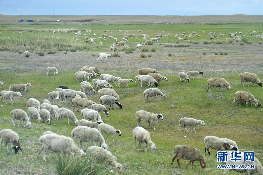 （走向我們的小康生活&middot;圖文互動(dòng)）（1）草原有了網(wǎng)，手機(jī)能放羊&mdash;&mdash;看呼倫貝爾大草原牧民生活變了樣 