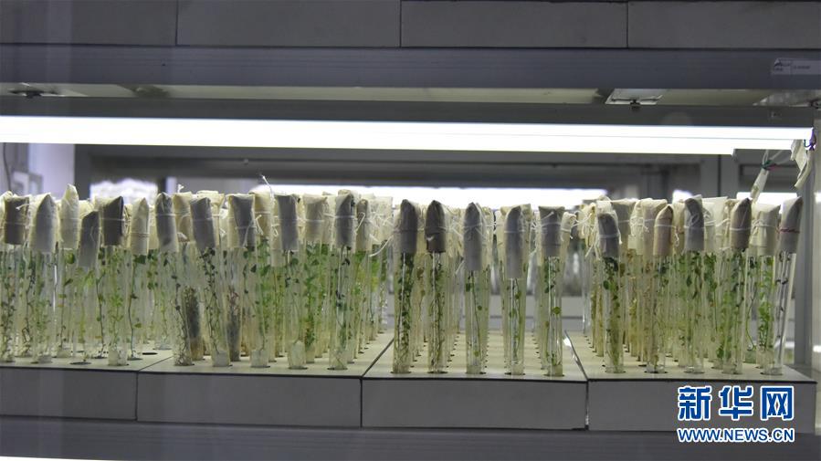 （決戰(zhàn)決勝脫貧攻堅&middot;圖文互動）（1）&ldquo;小土豆&rdquo; 漸成增收大產(chǎn)業(yè)