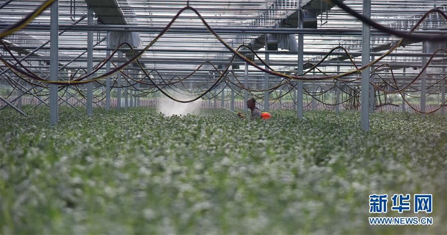 （決戰(zhàn)決勝脫貧攻堅&middot;圖文互動）（3）&ldquo;小土豆&rdquo; 漸成增收大產(chǎn)業(yè)