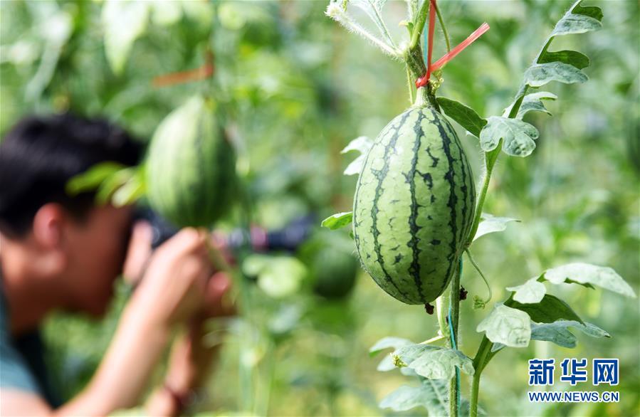 (新華全媒頭條·走向我們的小康生活·圖文互動(dòng))(10)幸福小康入畫來——齊魯大地描繪小康新畫卷