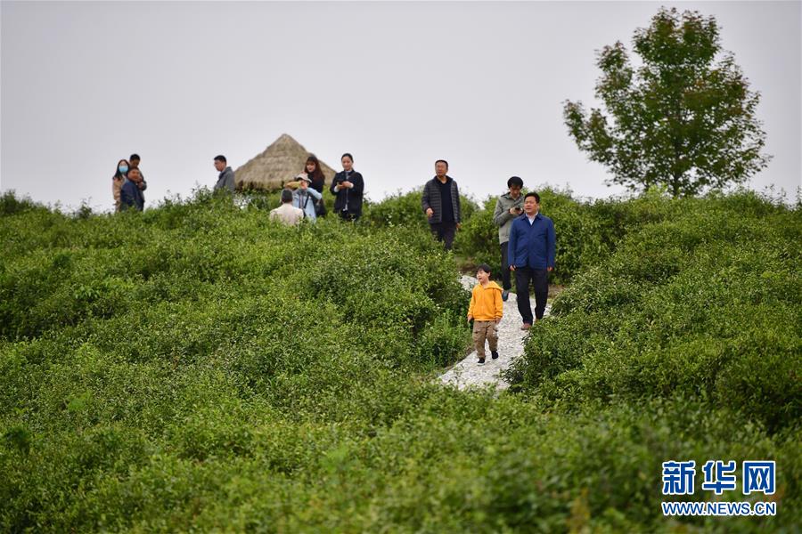 （走向我們的小康生活&middot;圖文互動(dòng)）（7）綠了青山，紅了日子&mdash;&mdash;秦巴山區(qū)群眾繪出小康&ldquo;調(diào)色板&rdquo;