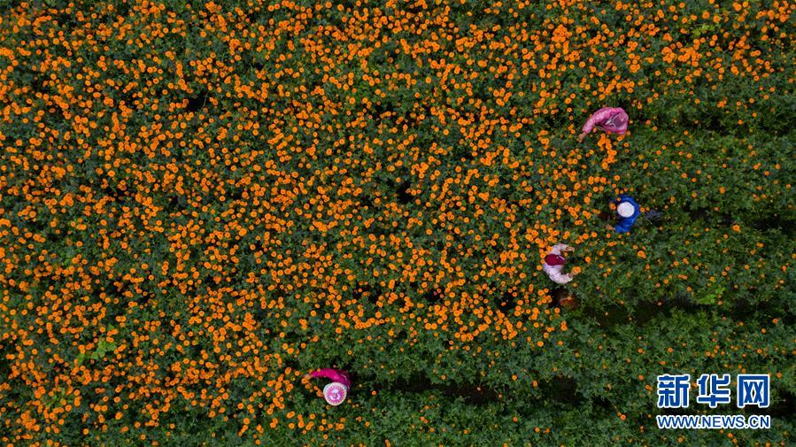 （圖文互動）（2）幸?；ㄩ_&mdash;&mdash;高黎貢山下&ldquo;萬畝花海&rdquo;帶富美麗鄉(xiāng)村