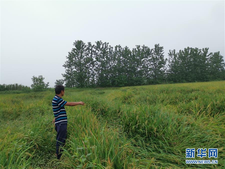 （新華視點(diǎn)&middot;聚焦餐桌外的浪費(fèi)&middot;圖文互動(dòng)）（2）顆粒歸倉(cāng)為何難實(shí)現(xiàn)？我國(guó)糧食收割環(huán)節(jié)損失驚人