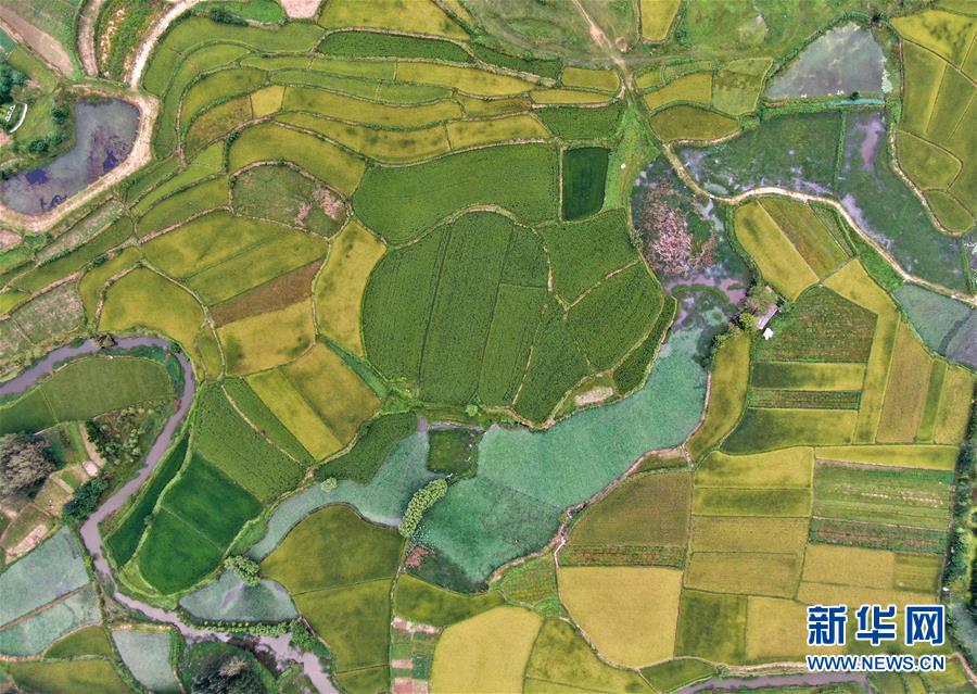 （美麗中國）（2）鄉(xiāng)村稻田&ldquo;調色板&rdquo;