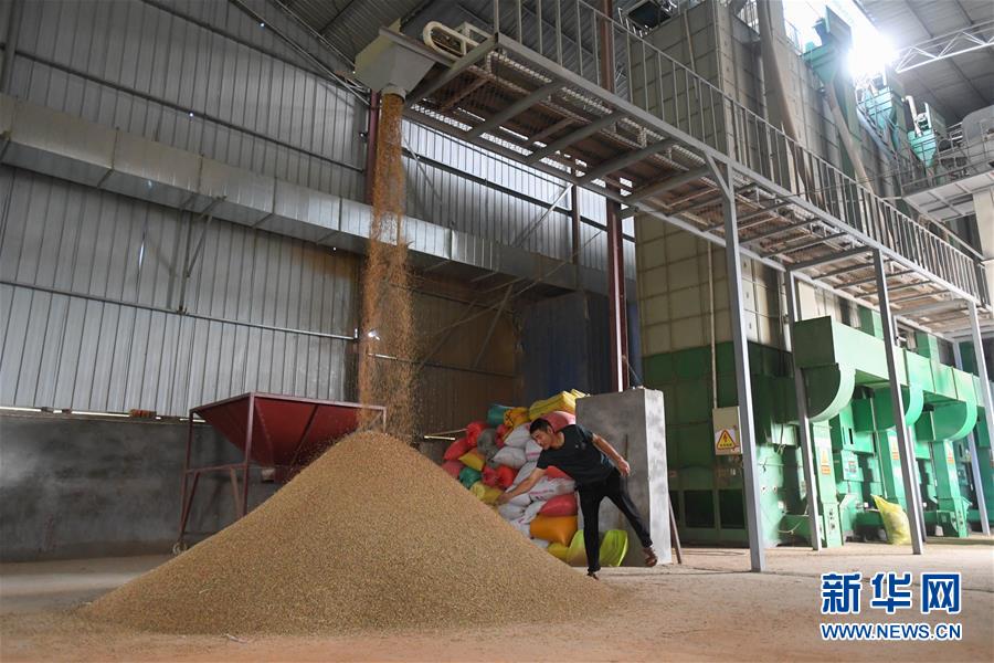 （新華視點(diǎn)&middot;聚焦餐桌外的浪費(fèi)&middot;圖文互動(dòng)）（1）農(nóng)戶儲(chǔ)糧損失達(dá)8%！設(shè)施普遍簡(jiǎn)陋，蟲(chóng)害霉變堪憂