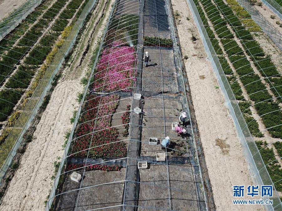 （新華全媒頭條&middot;走向我們的小康生活&middot;圖文互動）（1）&ldquo;苦甲&rdquo;不再，&ldquo;甘味&rdquo;綿長&mdash;&mdash;脫貧攻堅的甘肅味道