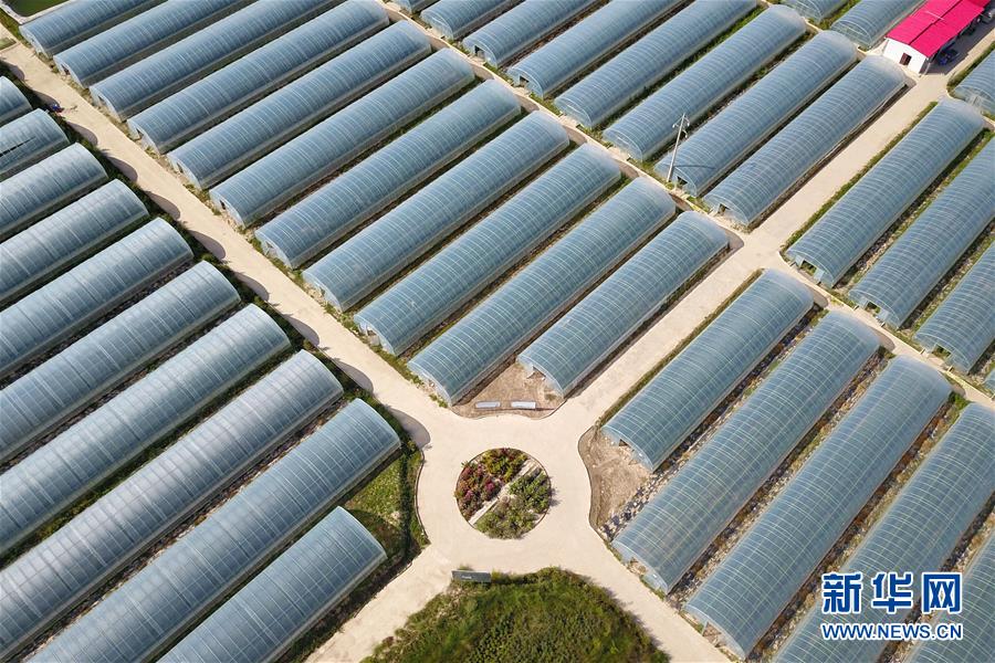 （新華全媒頭條&middot;走向我們的小康生活&middot;圖文互動）（11）&ldquo;苦甲&rdquo;不再，&ldquo;甘味&rdquo;綿長&mdash;&mdash;脫貧攻堅的甘肅味道