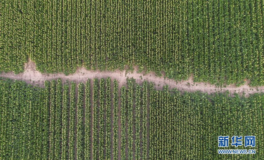 （新華全媒頭條&middot;圖文互動）（4）為現(xiàn)代農(nóng)業(yè)探新路&mdash;&mdash;來自吉林梨樹的田野報告