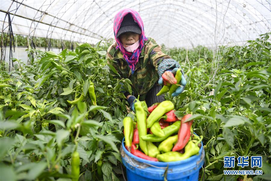 （新華全媒頭條&middot;走向我們的小康生活&middot;圖文互動）（10）黑土地上是我家&mdash;&mdash;在吉林，一瞥中國東北鄉(xiāng)村美麗未來