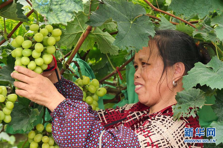 （決戰(zhàn)決勝脫貧攻堅(jiān)&middot;圖文互動(dòng)）（2）同飲一江水 攜手&ldquo;斬窮根&rdquo;&mdash;&mdash;深圳對(duì)口廣西河池、百色扶貧協(xié)作見(jiàn)聞