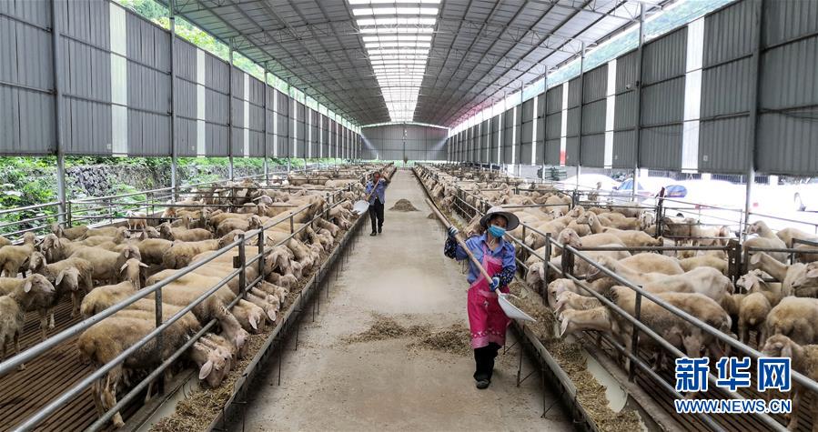 （決戰(zhàn)決勝脫貧攻堅(jiān)&middot;圖文互動(dòng)）（5）同飲一江水 攜手&ldquo;斬窮根&rdquo;&mdash;&mdash;深圳對(duì)口廣西河池、百色扶貧協(xié)作見(jiàn)聞