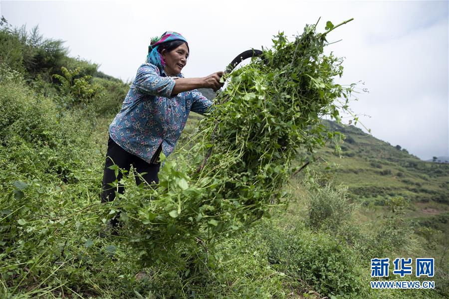 (決戰(zhàn)決勝脫貧攻堅·圖文互動)(1)大涼山深處再次響起的口弦