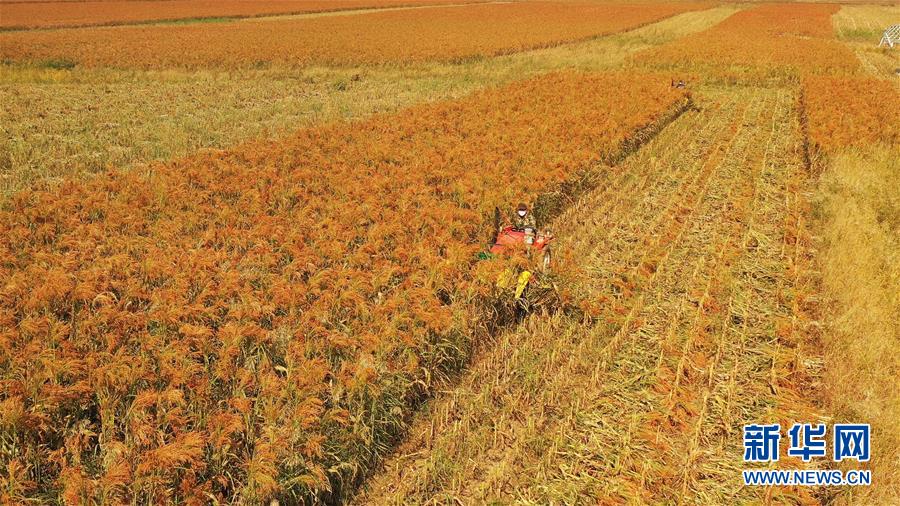 （決戰(zhàn)決勝脫貧攻堅&middot;圖文互動）（1）內蒙古巴林左旗：土笤帚&ldquo;掃&rdquo;出新生活