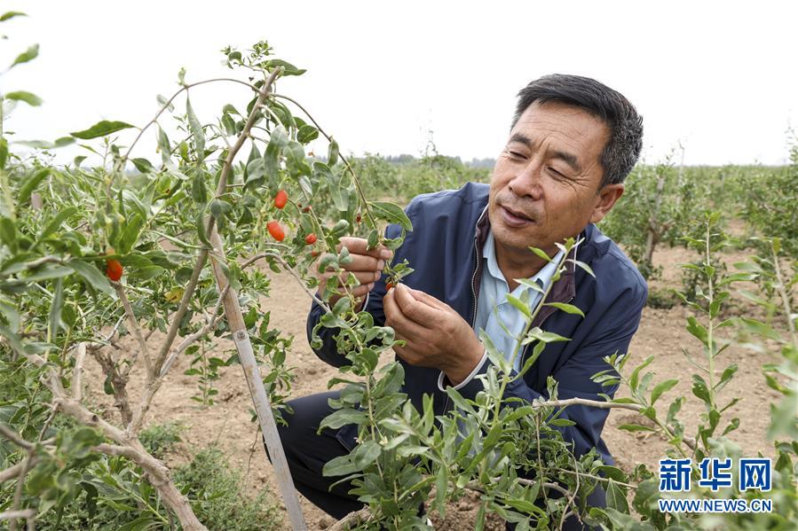 （全面建成小康社會&ldquo;百城千縣萬村調(diào)研行&rdquo;&middot;圖文互動）（1）寧夏華寺村：做活&ldquo;土&rdquo;文章 村民享小康