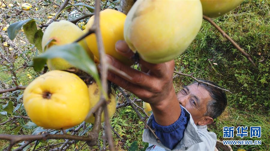 （熱點(diǎn)鮮報&middot;圖文互動）（2）善洲精神永相傳：留下一片綠洲 造福家鄉(xiāng)百姓