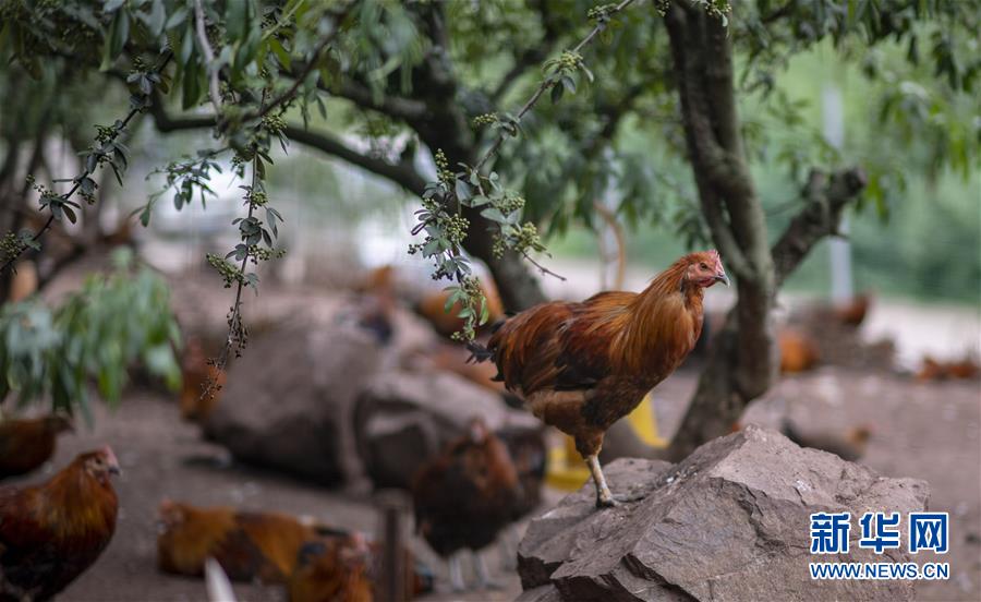 （新華全媒頭條&middot;走向我們的小康生活&middot;決戰(zhàn)決勝脫貧攻堅&middot;圖文互動）（5）昭通之變&mdash;&mdash;全國貧困人口最多的地級市跨越記