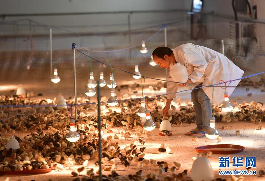 （新華全媒頭條&middot;圖文互動(dòng)）（9）決戰(zhàn)千山萬弄間&mdash;&mdash;廣西&ldquo;極貧角落&rdquo;最后攻堅(jiān)記