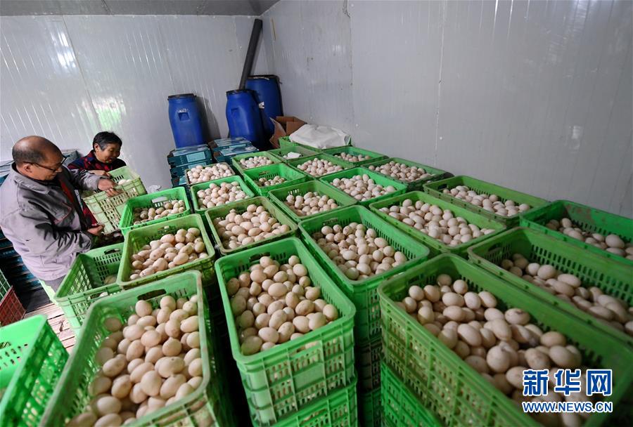 （決戰(zhàn)決勝脫貧攻堅&middot;圖文互動）（7）17代人追逐的夢想實現(xiàn)了&mdash;&mdash;記冀南平原劉秋口村變遷 