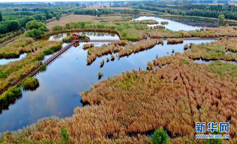（新華全媒頭條&middot;圖文互動(dòng)）（13）從&ldquo;四亂&rdquo;突出到生態(tài)修復(fù) 黃河漸成中原&ldquo;綠飄帶&rdquo;