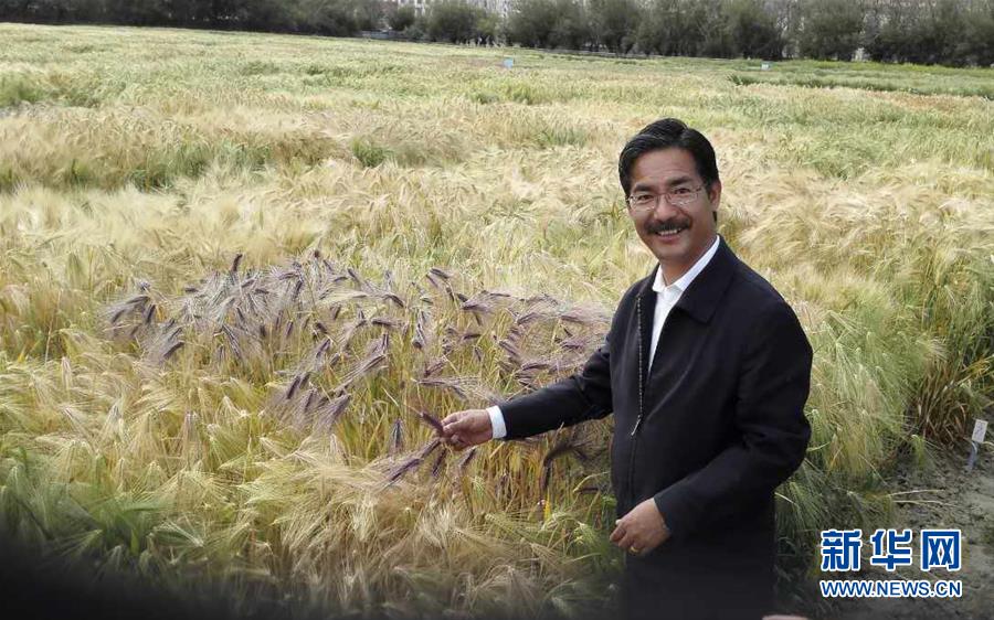 （新華全媒頭條&middot;圖文互動(dòng)）（3）愿做高原一粒種 化作金穗撒人間&mdash;&mdash;追記我國青稞研究專家尼瑪扎西