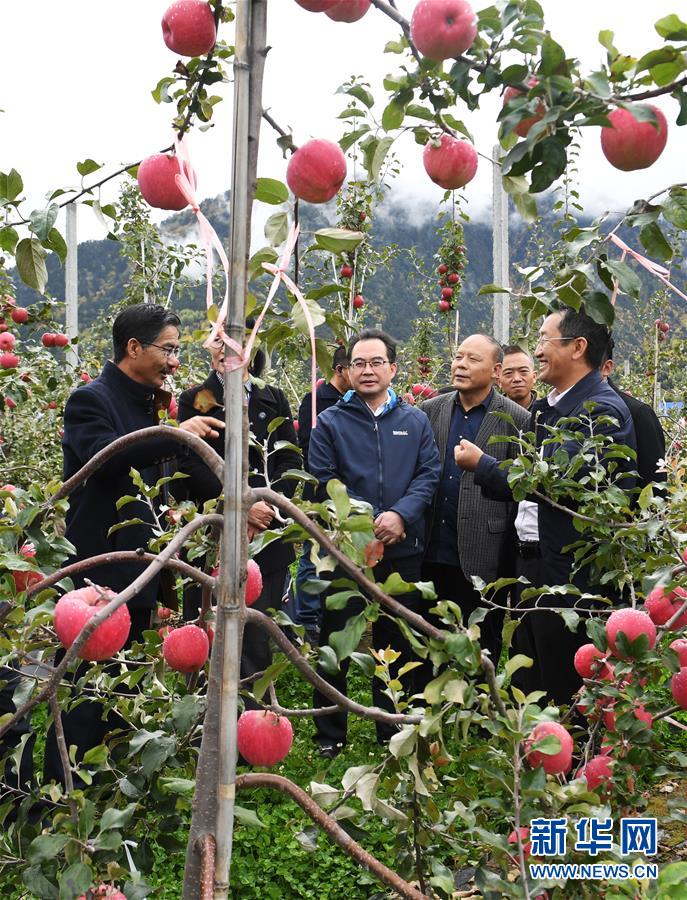 （新華全媒頭條&middot;圖文互動(dòng)）（8）愿做高原一粒種 化作金穗撒人間&mdash;&mdash;追記我國青稞研究專家尼瑪扎西